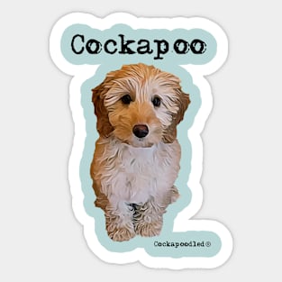 Apricot Blonde Cockapoo Dog Sticker